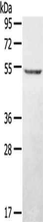 STYK1 Antibody