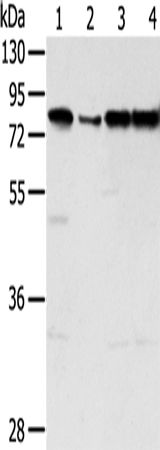 TAF15 Antibody