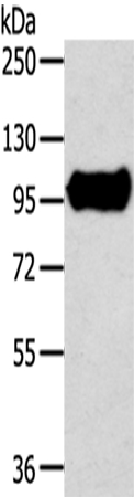 TRIM71 Antibody