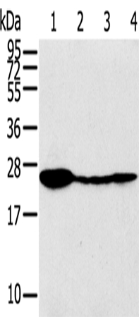 TPD52 Antibody