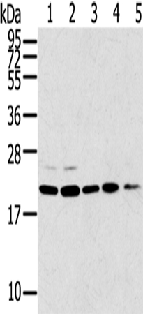 TPD52L1 Antibody