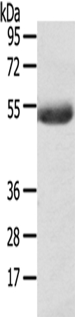 AGPAT6  Antibody