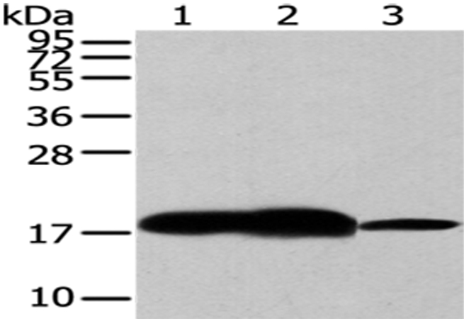 VAMP2 Antibody