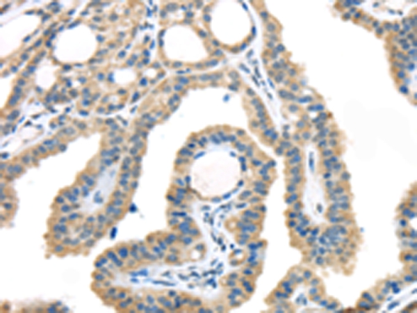 VGF Antibody