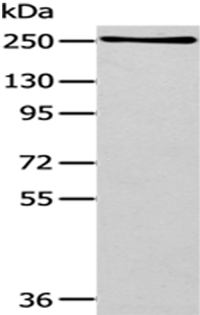 WNK1 Antibody