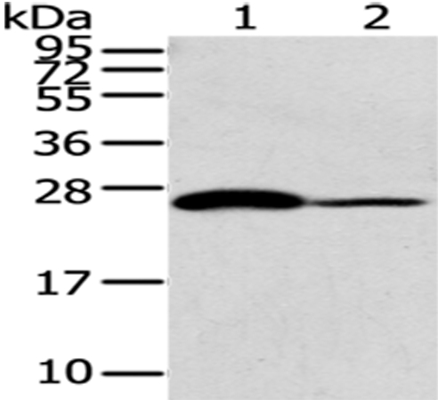 CD79A Antibody