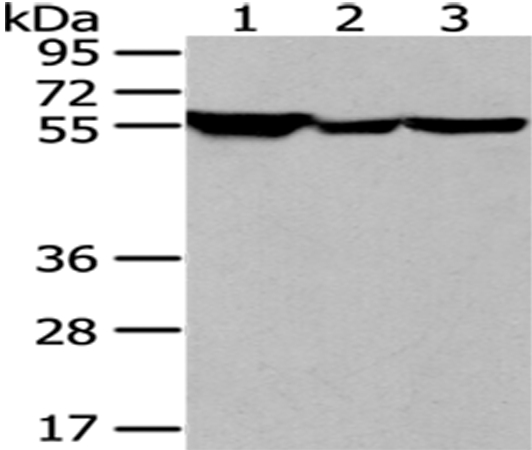 FYN Antibody