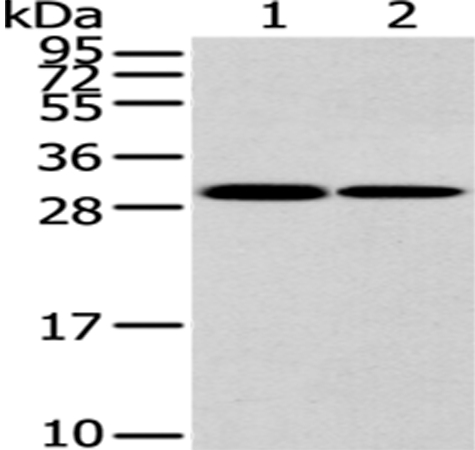 HNRNPC Antibody