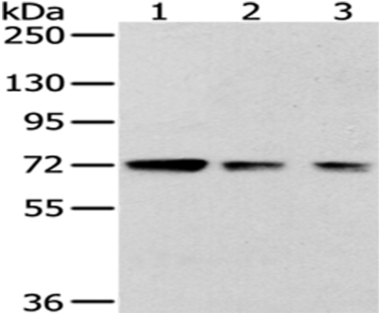 HNRNPM Antibody