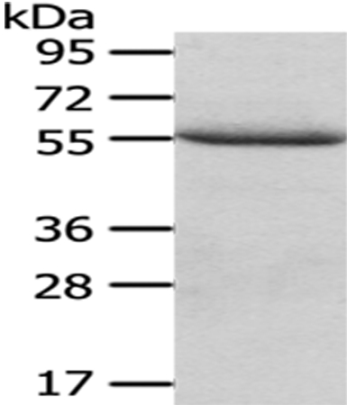 XIAP Antibody