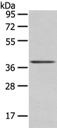 WNT10A Antibody