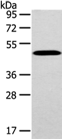 WWOX Antibody