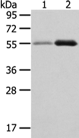 XKR3 Antibody