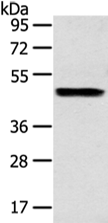 ZPR1 Antibody