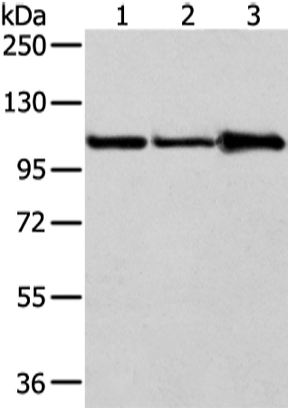 AP2A1 Antibody