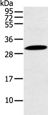 YRDC Antibody