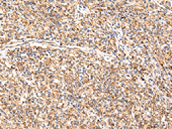 ADAMTS1 Antibody