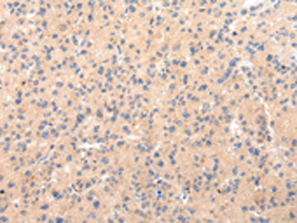 CLU Antibody