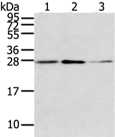 CLDN15 Antibody