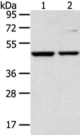 CTBP1 Antibody