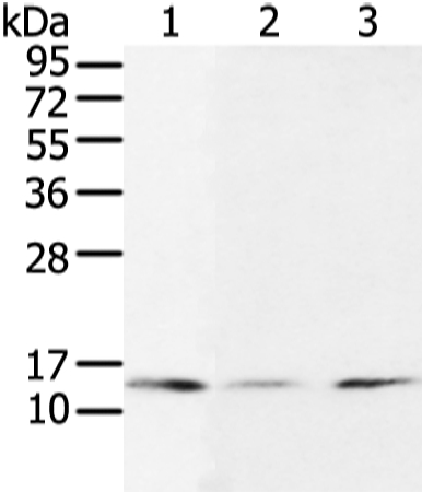 UBE2I Antibody