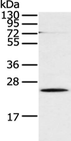 CLDN18 Antibody