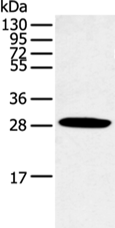 CLDN25 Antibody