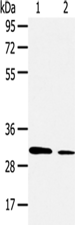 AQP9 Antibody