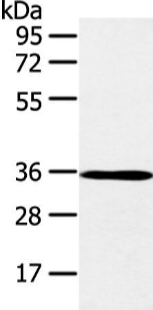 E2F5 Antibody