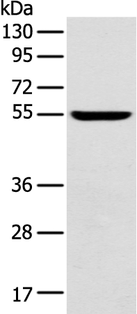 FOXG1  Antibody