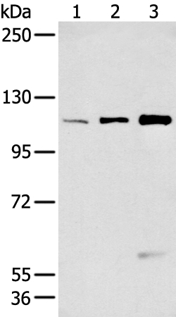 FBLN2 Antibody