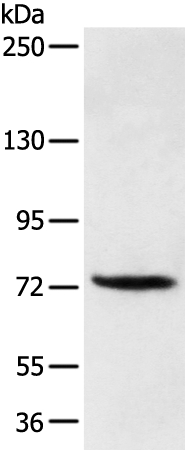 FOXP4 Antibody