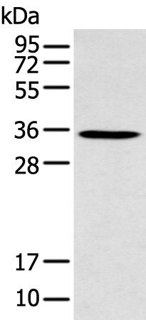 GFRA4 Antibody