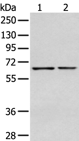 GPC1 Antibody