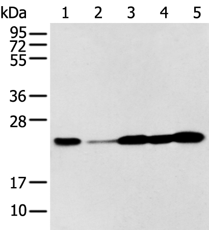 BAG2 Antibody