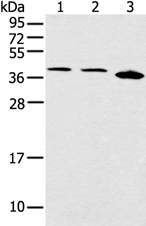 CCNG1 Antibody