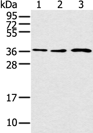 CCNH Antibody