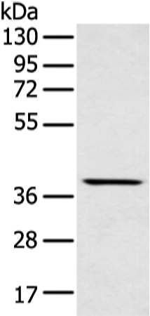 MAFA Antibody