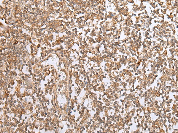 PEG3 Antibody