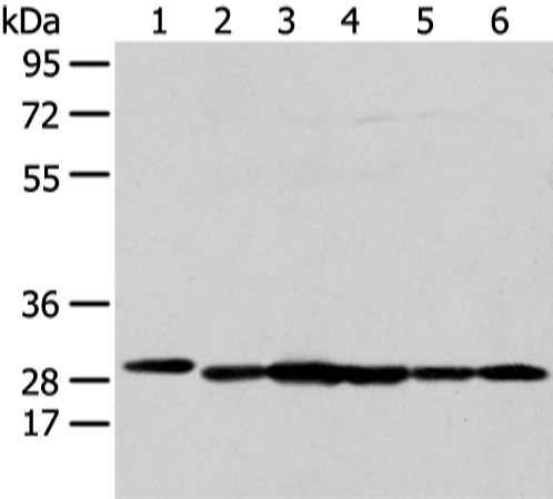 PRDX4 Antibody