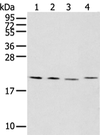 KLRC2 Antibody