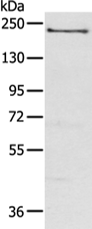 NOS1 Antibody