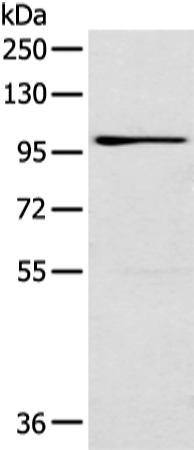 E2F8 Antibody