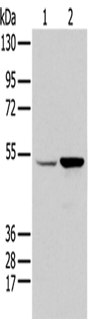 EGR2 Antibody