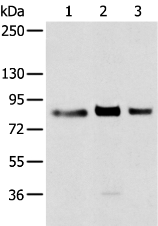 TBX3 Antibody