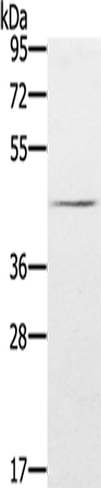 FLI1 Antibody