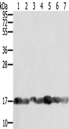 PPIA Antibody