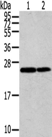 RAN Antibody