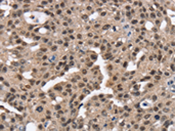 RNF40 Antibody