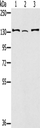 RNF40 Antibody